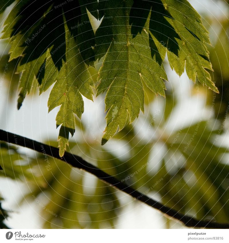 | leaflet Leaf Green Tree Plant Botany Shaft of light Shadow Corner Physics Seasons Germany twigs Branch Nature pixel cleaning Movement Dynamics Warmth Twig