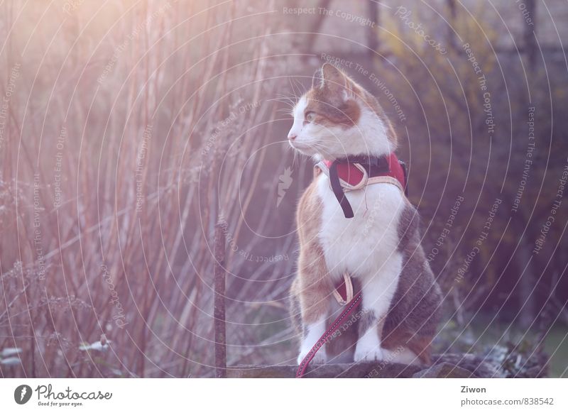 Cat in the garden Animal Pet 1 Observe Looking Sit Dream Esthetic Elegant Brown Orange Red Self-confident Cool (slang) Secrecy Watchfulness Serene Calm