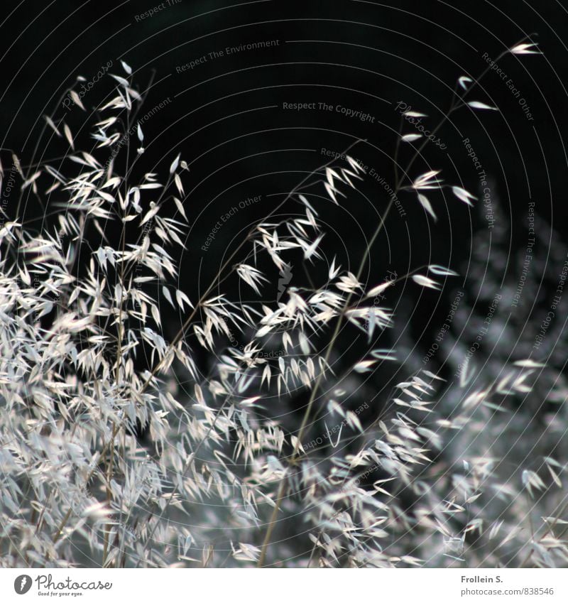 grass dance Nature Plant Grass Weed Wild plant Blade of grass Spelt To dry up Esthetic Dry Silver Fine Delicate Elegant Transience Blow weigh oneself