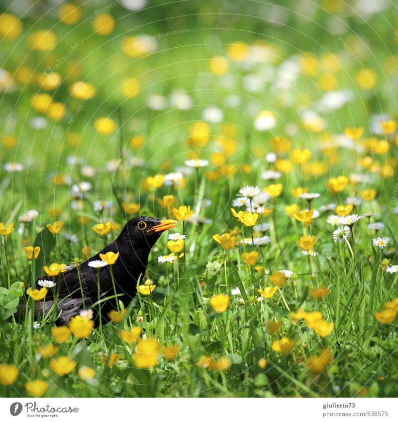 I can see you... Do you see me too? Summer Garden Nature Plant Animal Grass Blossom Bird Blackbird 1 Observe Looking Yellow Green Love of animals Beautiful