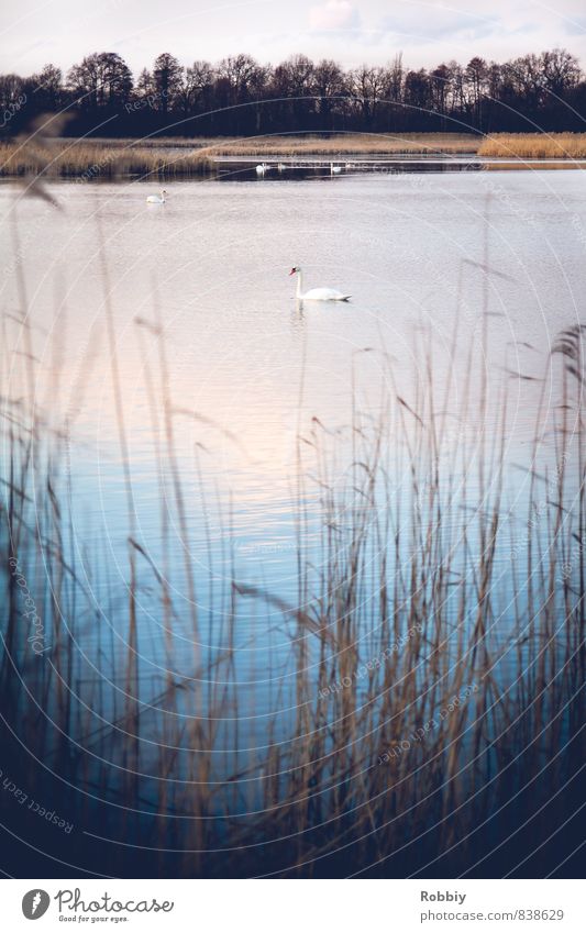 Lac des Cygnes Nature Landscape Water Common Reed Coast Pond Lake Bird Swan 1 Animal Swimming & Bathing Cold Blue Idyll Environment Subdued colour Exterior shot