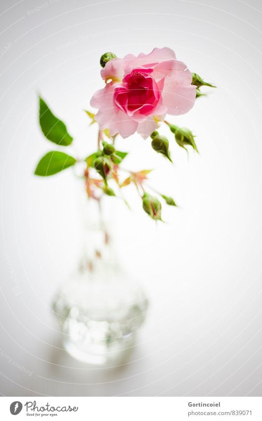 salute Flower Rose Decoration Fragrance Beautiful Green Pink Rose blossom Rose leaves Vase Still Life Colour photo Interior shot Studio shot Copy Space bottom