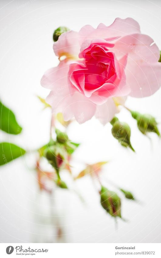 for you Flower Rose Fragrance Green Pink Rose blossom Rose leaves Decoration Gift Still Life Salutation Colour photo Interior shot Studio shot Close-up