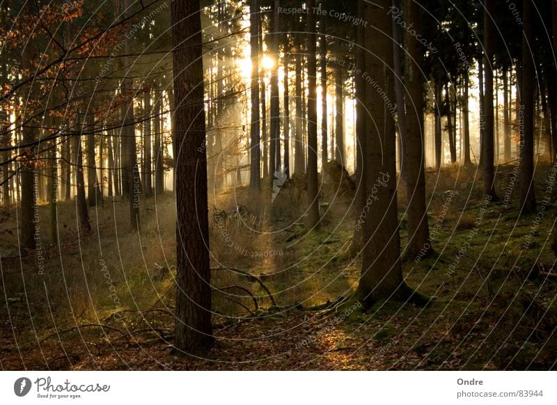 forest Forest Tree Sunlight Fir tree Franconia Coniferous forest Glittering Glade Clearing Clump of trees Lighting Branch