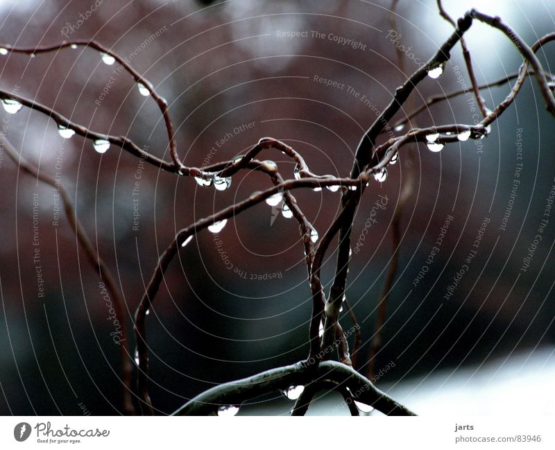 End of the rainy season Tree Wet Rain Branch Pasture jarts Twig