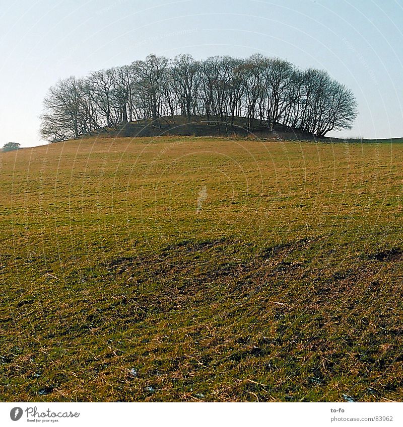 little wood Clump of trees Forest Tree Meadow Field Cold Hill Dank Green Grass Damp Winter cool and humid height