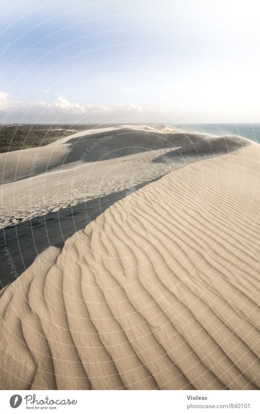 I'm not going anywhere. Nature Landscape Elements Sand Summer Beach Desert Oasis Discover Esthetic Exceptional Wanderdüne Rubjerg Knude Beach dune