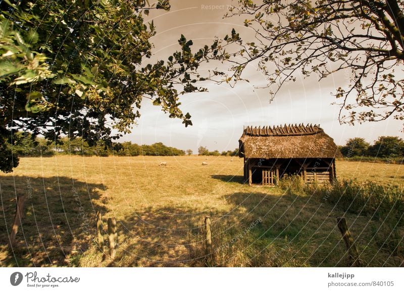 fairytale hut Environment Nature Landscape Plant Animal Summer Weather Grass Meadow Field House (Residential Structure) Hut Roof Old Pasture Sheep shelter