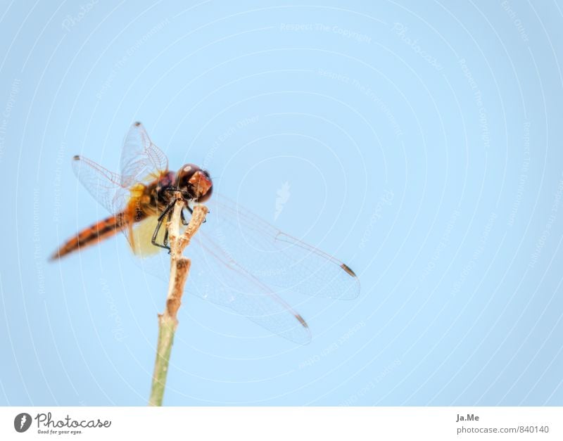 Dragonfly of Kos Animal Wild animal Wing Insect Dragonfly wings 1 Blue Green Red Colour photo Multicoloured Close-up Detail Macro (Extreme close-up)