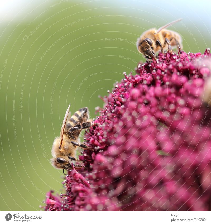 bustling Environment Nature Plant Animal Summer Beautiful weather Flower Blossom Garden Farm animal Bee 2 Work and employment Blossoming Esthetic Authentic