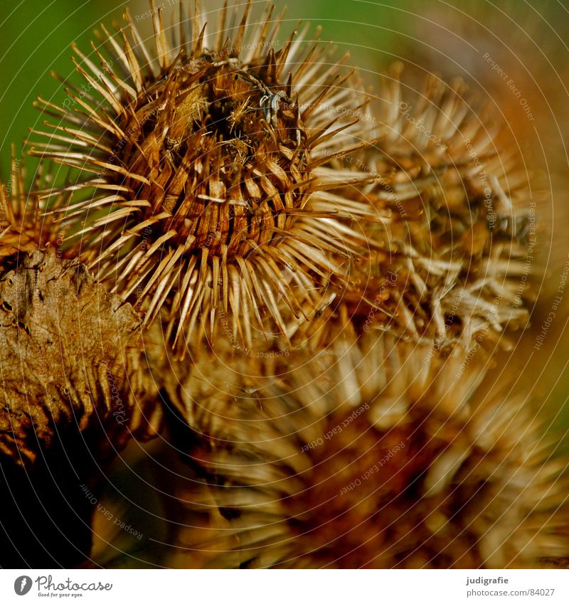 thistle Thorny Thistle Plant Hedgehog Beautiful Autumn Black Round Barbed hook Checkmark Glittering Defend Daisy Family Wilderness Environment Wild plant