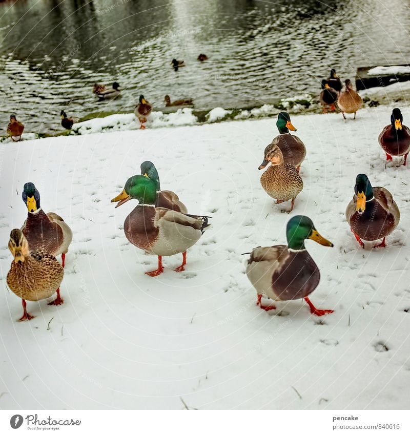 cold fins Nature Elements Water Winter Snow Lakeside Pond Group of animals Friendliness Happiness Cold Together Mallard Colour photo Exterior shot Close-up