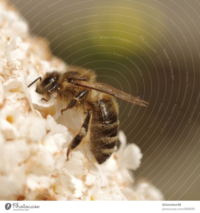 Deep Plant Blossom Buddleja Farm animal Wild animal Bee Honey bee Insect Blossoming To feed Small Natural Beautiful Feminine White Sprinkle Carrying Collection