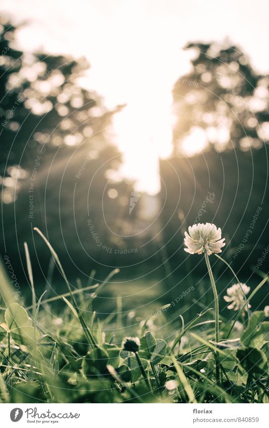 evening sunlight II Harmonious Well-being Relaxation Environment Nature Plant Summer Beautiful weather Flower Grass Wild plant Park Meadow Cologne Town