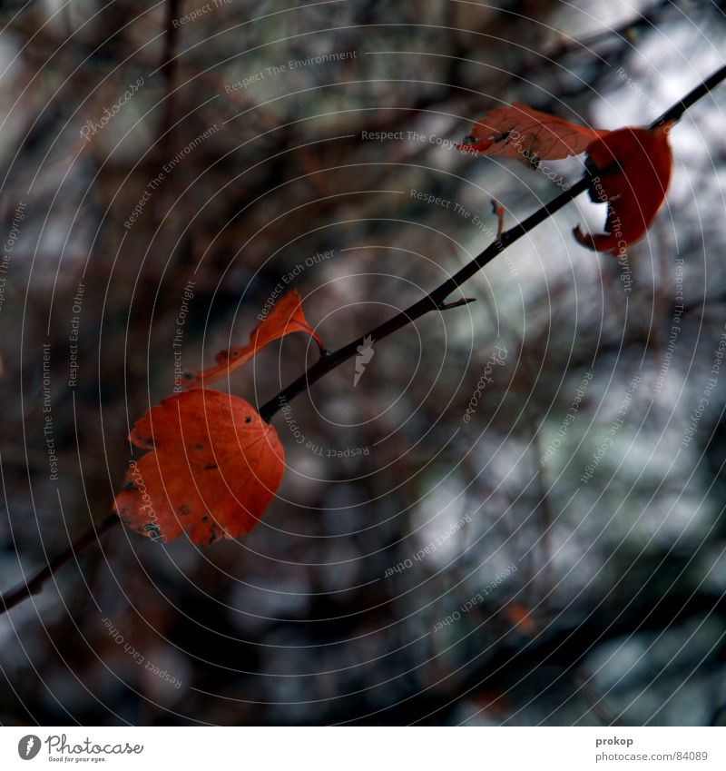 Prokop judigrafiert leaves Leaf Depth of field Bushes Tree Red Vessel Across Autumn Winter Individual Uniqueness Diagonal Cold Ice Loneliness Natural phenomenon