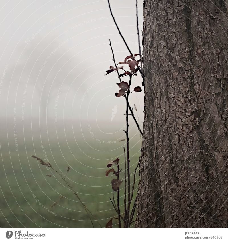 Welcome and farewell Nature Landscape Elements Autumn Climate Fog Tree Grass Field Seasons Tree trunk Tree bark Misty atmosphere Loneliness Goodbye Colour photo