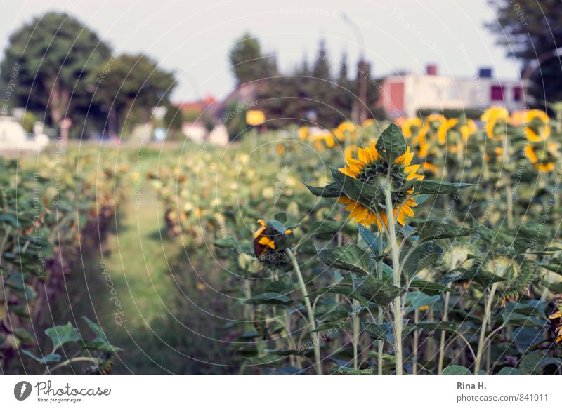 Pick by yourself Agriculture Forestry Business Summer Beautiful weather Tree Flower Blossom Village Lanes & trails Blossoming Authentic Sunflower Self-service