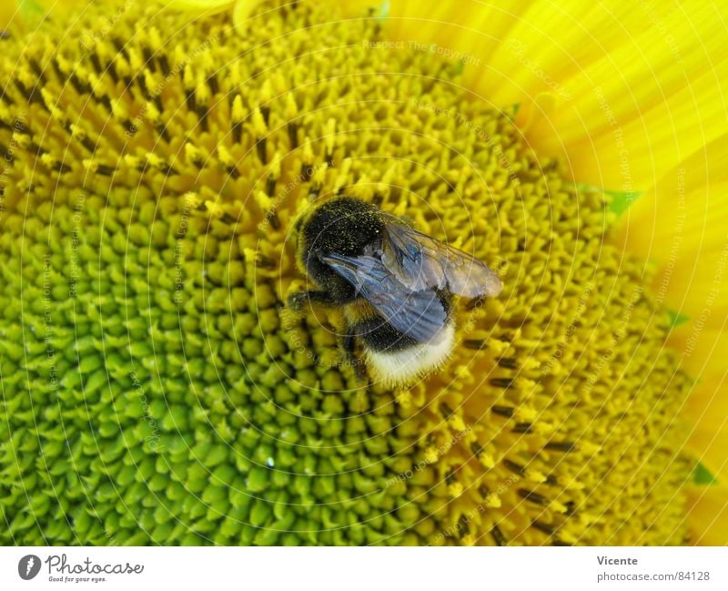 Mr Bumble Bee @ Work Bumble bee Stripe Sunflower Pollen Flower Yellow Green Insect Collection Work and employment Summer Macro (Extreme close-up) Near Close-up