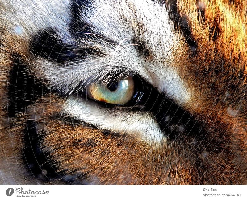 tiger's eye Tiger Animal Zoo Pelt Eyelash White Brown Cat Mammal Macro (Extreme close-up) Close-up Beautiful Eyes Nature Looking Iris big cat Wild animal