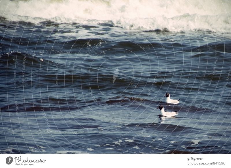 tête-à-tête Environment Nature Elements Water Waves Coast Ocean Animal Wild animal Bird 2 Pair of animals Swimming & Bathing Seagull Black-headed gull