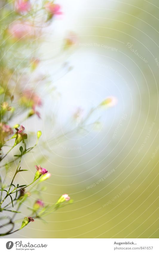 August 09... Nature Summer Flower Grass Blossom Fragrance Fresh Beautiful Life Contentment Colour photo Close-up Detail Macro (Extreme close-up) Deserted