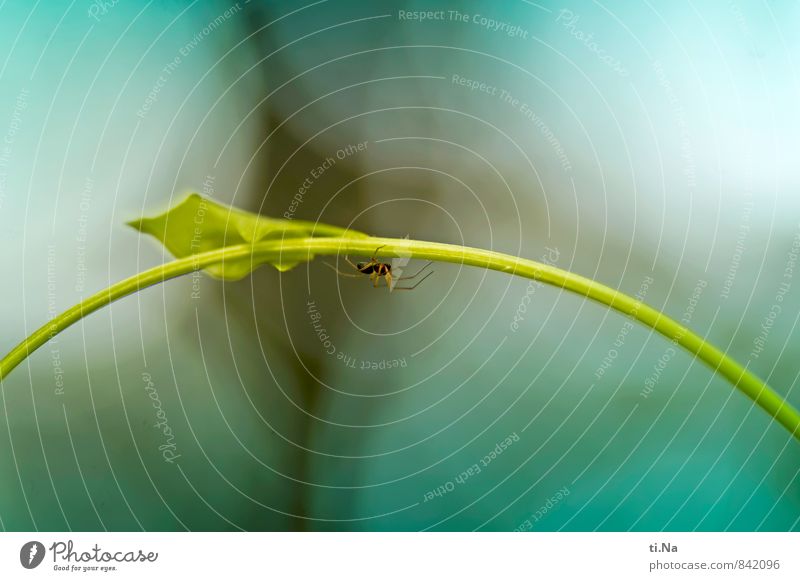 under the bridge Plant Wild plant Garden Park Meadow Animal Wild animal Spider Hunting Walking Running Hiking Authentic Disgust Creepy Small Blue Yellow Green