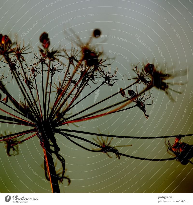 Stars II Lake Plant Dry Dill Thorny Umbellifer Death Part of the plant Limp Wild plant Environment Botany Natural phenomenon Autumn Transience Dried Wild animal