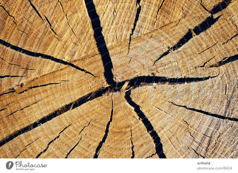 Tree cross section 2 Wood Tree trunk Crack & Rip & Tear Jump Furrow Cross-section Column