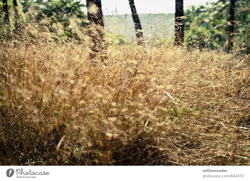 Yellow grass in the forest with trees Well-being Senses Relaxation Calm Trip Adventure Expedition Sun Hiking Nature Plant Sunlight Autumn Tree Grass Bushes