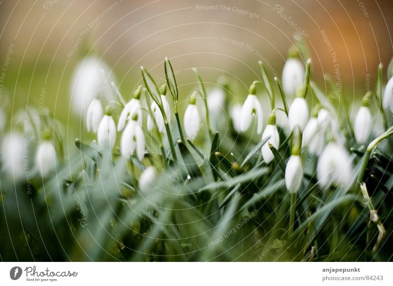 snowdrops Flower Green Grass Snowdrop Meadow Macro (Extreme close-up) Close-up Glauchau dof 50mm