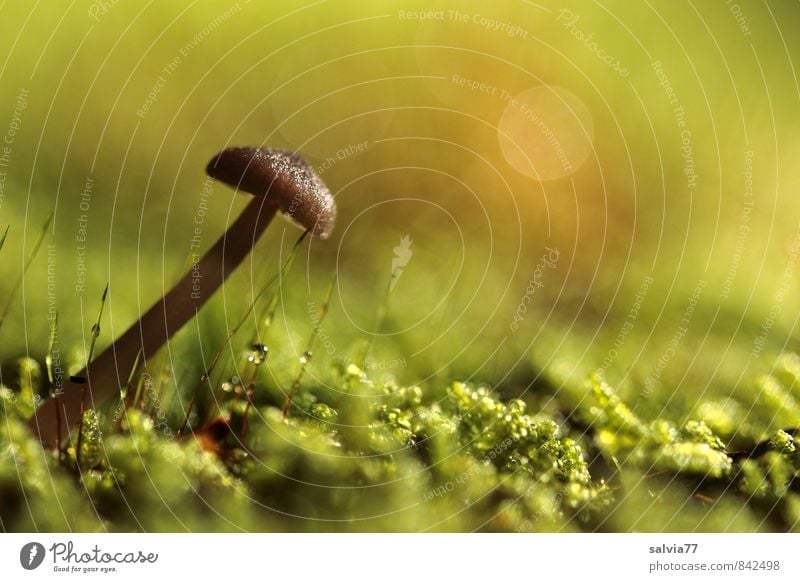 tilted position Environment Nature Plant Earth Autumn Moss Wild plant Forest Thin Small Wet Natural Soft Brown Green Calm Transience Growth Mushroom Woodground