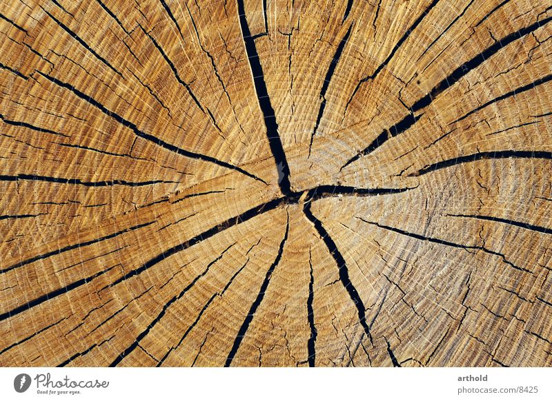 Tree cross section 1 Wood Tree trunk Crack & Rip & Tear Jump Furrow Cross-section Column