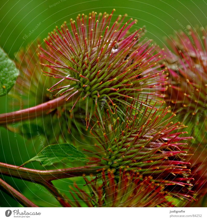 thistle Thorny Thistle Plant Hedgehog pretty Summer Round Barbed hook Checkmark Glittering Defend Daisy Family Wilderness Environment Wild plant Safety