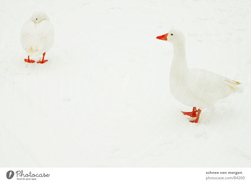 Mister Universe Lake Goose Roasted goose Bird Cold Invisible Fresh Winter Funster Poultry White Beautiful Animal Freeze Beak Red Attractive Tasty Environment