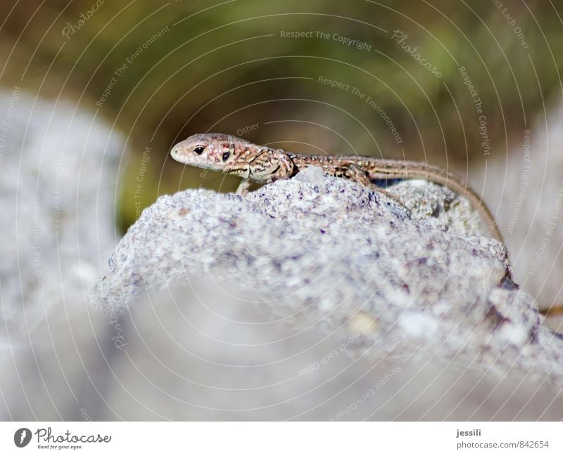 critical Animal Wild animal 1 Stone Sign Observe Think Communicate Looking Rebellious Warmth Brown Multicoloured Gray Self-confident Attentive Watchfulness