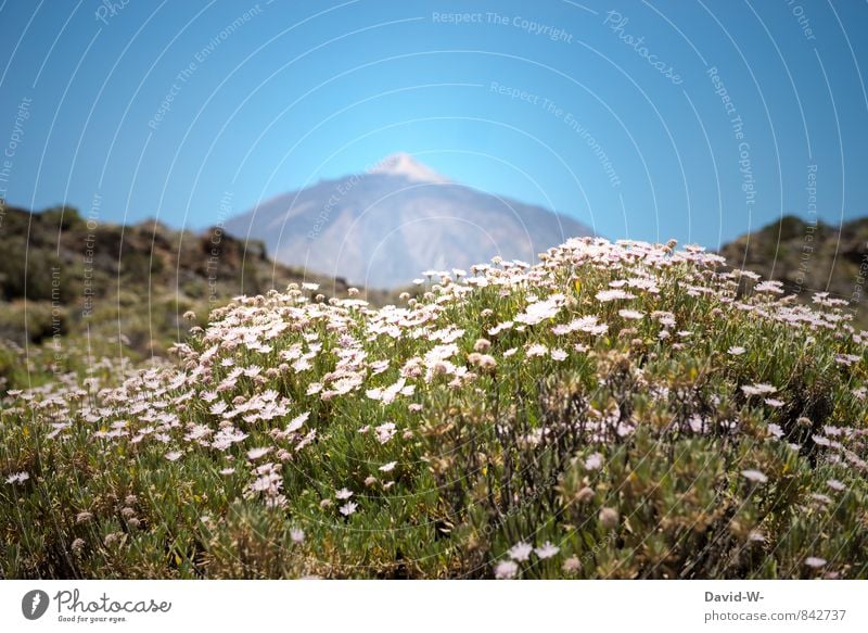 Volcano Teide on Tenerife Vacation & Travel Tourism Trip Adventure Far-off places Summer vacation Sun Island Mountain Hiking Nature Landscape Plant