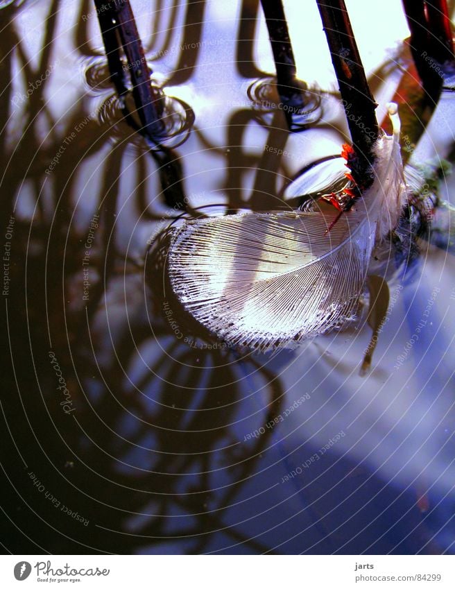 as light as a feather Lake Easy Delicate Loneliness Feather Soft Water Individual jarts Float in the water