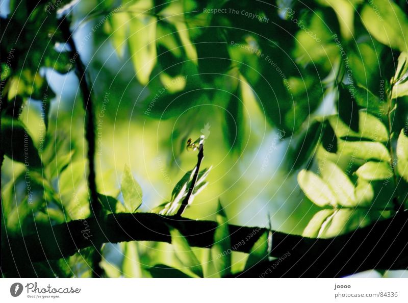 Green roof Colour photo Exterior shot Deserted Shadow Deep depth of field Plant Tree Leaf Foliage plant Depth of field Branch Twig Day