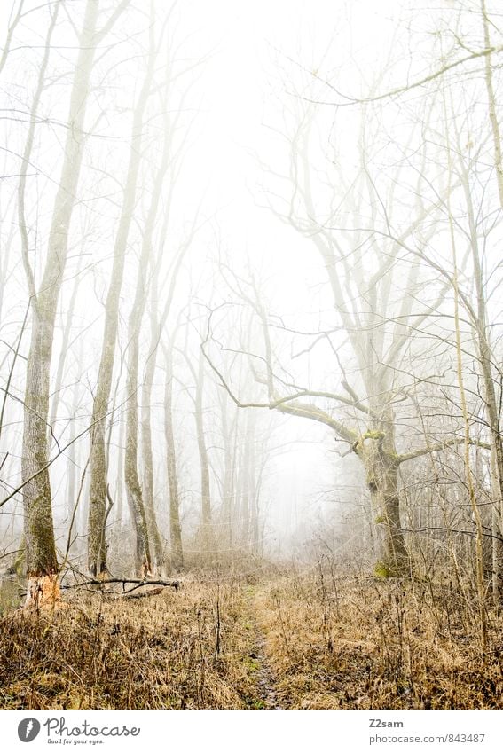 magic forest Environment Nature Landscape Autumn Winter Climate Bad weather Fog Tree Bushes Forest Cold Sustainability Natural Loneliness Mysterious Idyll Calm