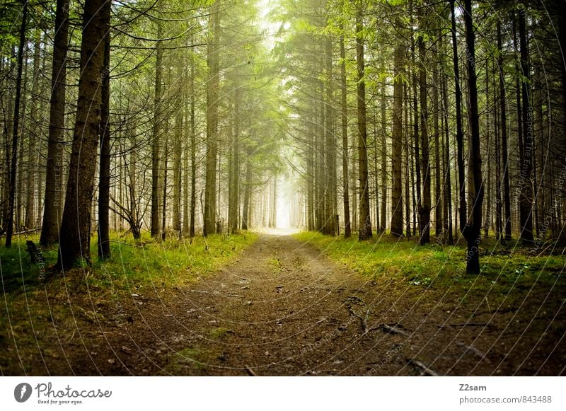 magic forest Environment Nature Landscape Autumn Beautiful weather Tree Bushes Moss Forest Dark Fresh Sustainability Natural Green Calm Loneliness Idyll