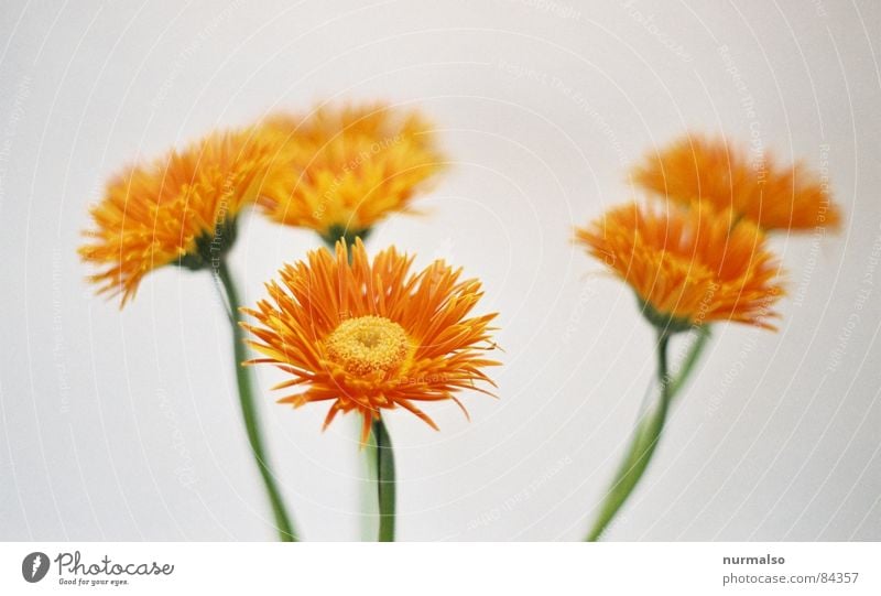 all six Similar Blur Bouquet Analog Flower Illuminating Chat Orange White 3 Art Arts and crafts  magarite DC link Circle 141592653589793238... Gloomy Soft