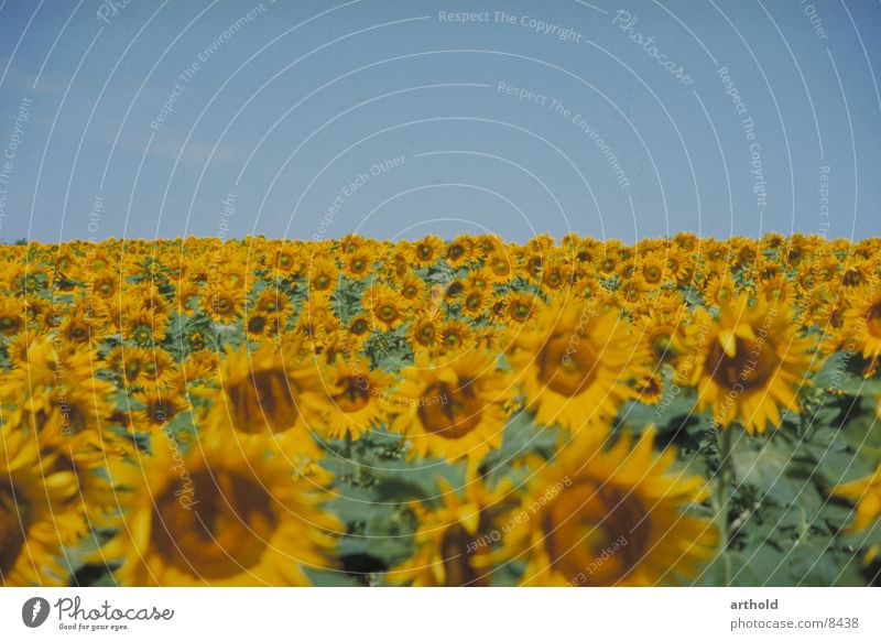 Sunny to the horizon 2 Sunflower Sunflower field Flower field Plant Crops Oleiferous fruit Blossom Blossoming