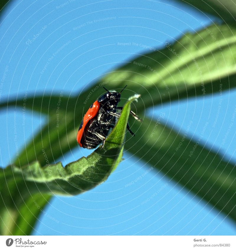 unknown flying object Beetle Green Fresh Leaf green Ladybird Spotted Blur Insect Sky blue Profile Side UFO Feeler Summer Spring fever Summery Multicoloured