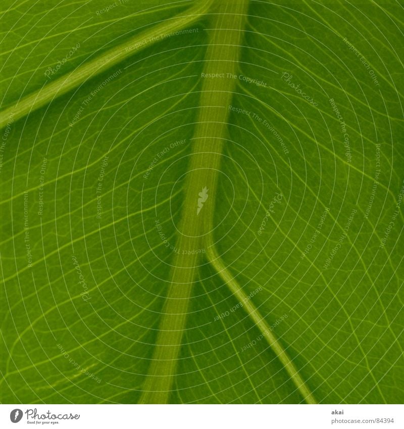 philodendron Philodendron Plant Virgin forest South America Wilderness Green Botany Part of the plant Creeper Verdant Environment Bushes Living room