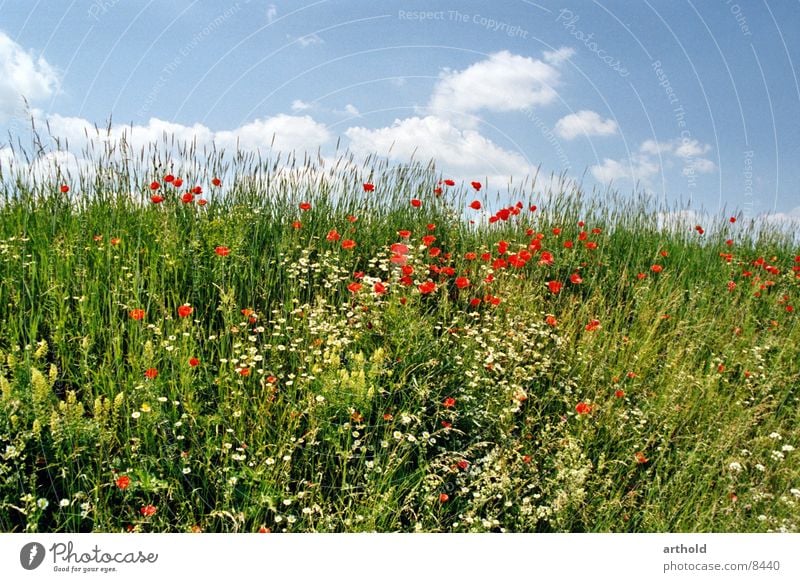 Beautiful road ditch Flower Meadow Flower meadow Green Clouds Poppy Corn poppy Spring Summer Blossom Grass Sky Blossoming Escarpment