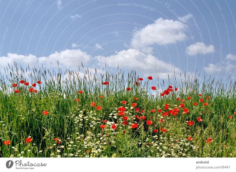 Beautiful road ditch Flower Meadow Flower meadow Green Clouds Poppy Corn poppy Spring Summer Blossom Grass Sky Blossoming Escarpment