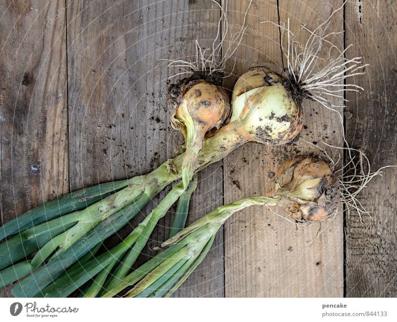 stuttgarter giant Vegetable Nature Summer Autumn Authentic Fragrance Delicious Juicy Experience Healthy Contentment Idyll Joie de vivre (Vitality) Independence