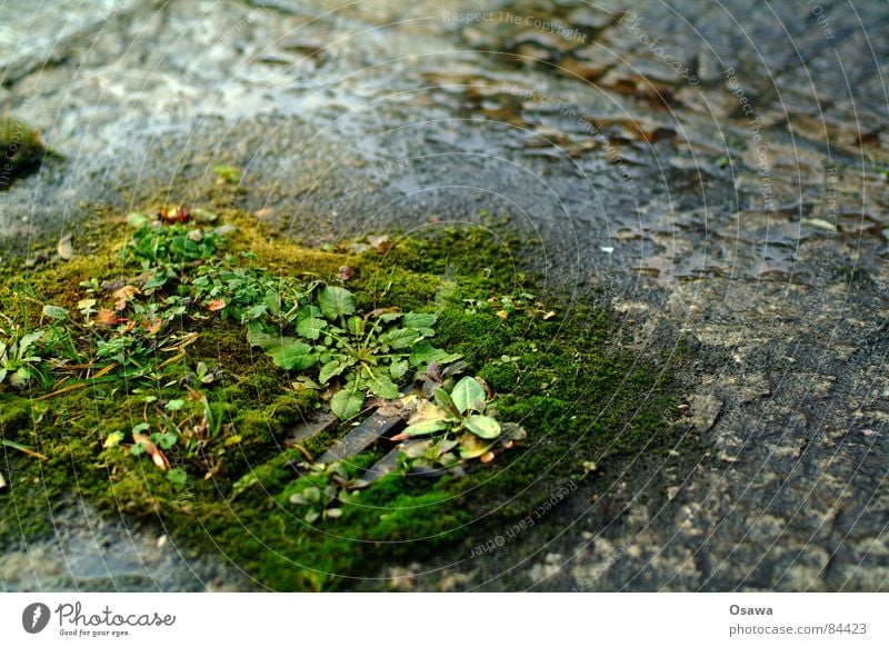 wetland biotope Gravel bed Gully Plant Green Damp Wet Grass Curbstone Pavement Rain Drainage Derelict drainage system Water Nature rural humid Brook