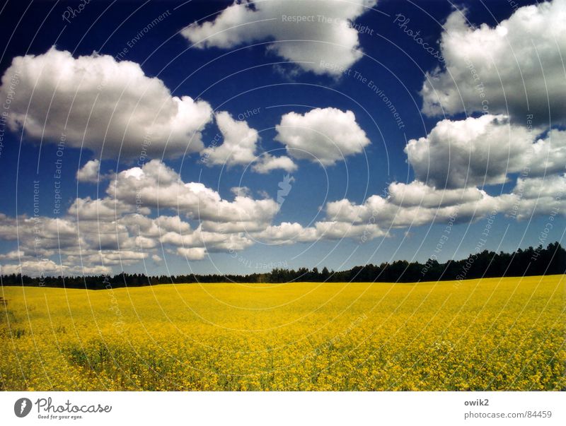 Swedish agriculture Colour photo Multicoloured Deserted Copy Space bottom Day Contrast Sunlight Panorama (View) Wide angle Vacation & Travel Far-off places