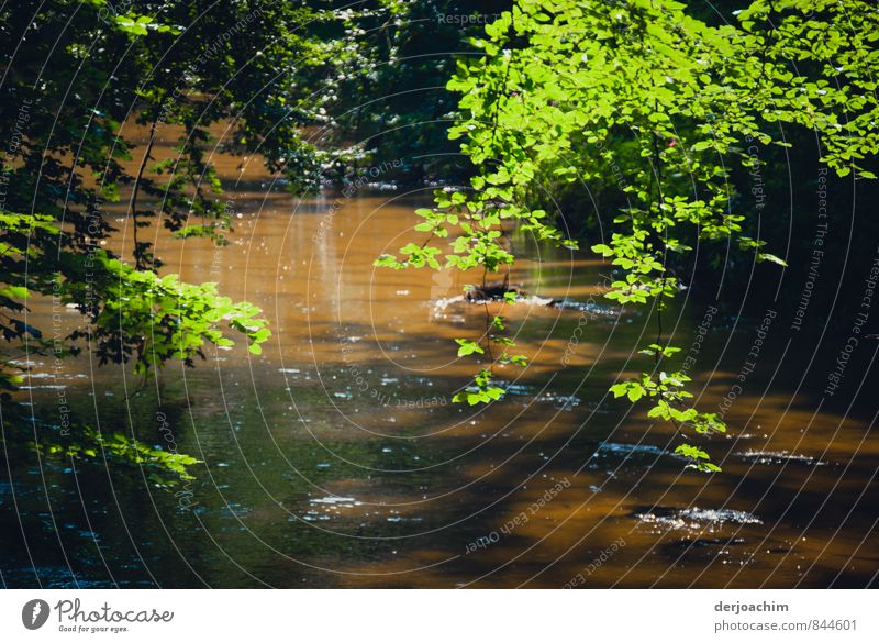 On sandy bed the Schwarzach. Wild and romantic river in the Schwarzachklamm gorge with green branches towering over the river. The dark colour of the river water after the snow has melted.the Ache, after a Celtic-Germanic name for brook.